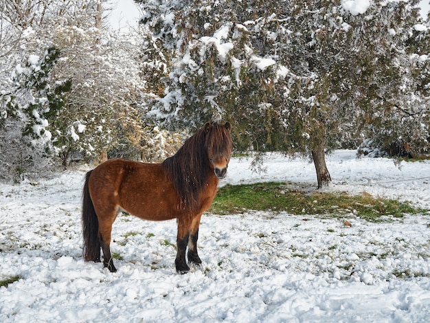 Schönes rotes Pony weidet in einem schneebedeckten Vorstadtwinterpark nach einem Schneefall.