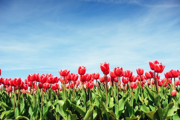 Schönes rotes Tulpenfeld in den Niederlanden.