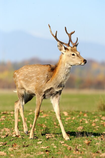 Schönes Rotwild auf Wiese