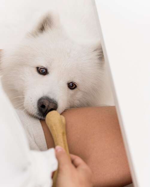 Foto schönes samoyed hundekonzept