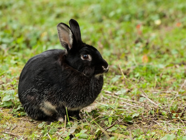 Schönes schwarzes Kaninchen im Wald.