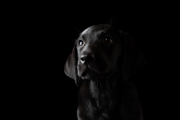 Schönes schwarzes Labrador-Welpenporträt über schwarzem Hintergrund.