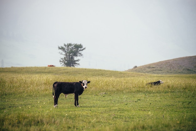 Schönes schwarzes weißes junges Kalb, das auf der Wiese in der Berglandschaft unter Kühen weidet. Malerische Landschaft mit Nutztieren auf der grünen Wiese. Alm mit jungem Kalb und Kühen im grünen Gras.