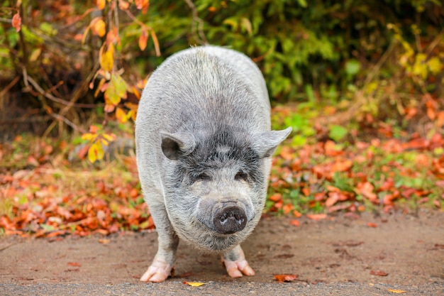 Foto schönes schwein. graues schwein mit nasser nase. das tier geht durch den wald. jahr des schweins. wildschwein. wildes tier. lustiges schwein