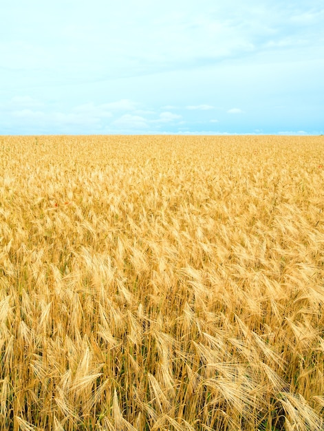 Schönes Sommerweizenfeld und.