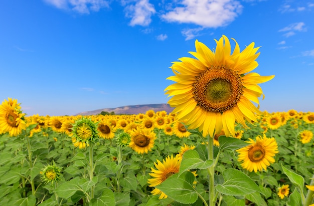 Schönes Sonnenblumenfeld im Sommer mit blauem Himmel