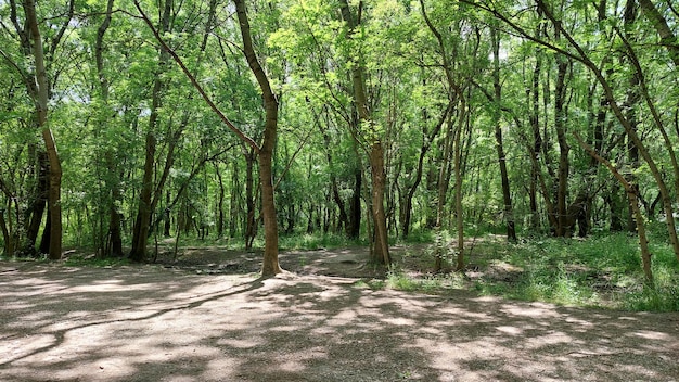 Schönes Sonnenlicht im Wald