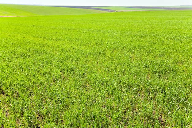 Schönes sonniges Frühlingsfeld (Landlandschaft).