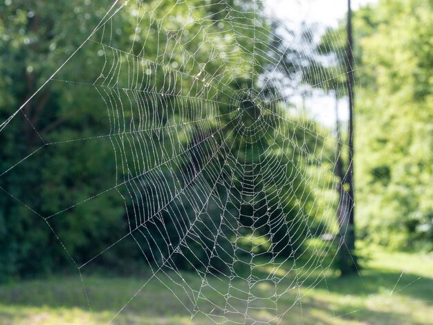 Schönes Spinnennetz mit Wassertropfen Nahaufnahme