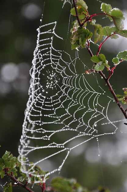Schönes Spinnennetz nach Regen