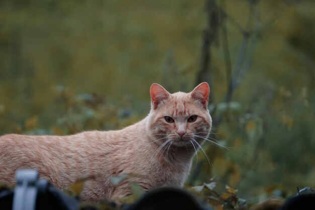 schönes streunendes katzenporträt, das die kamera betrachtet