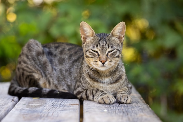 Schönes süßes Katzenportrait der Tabby