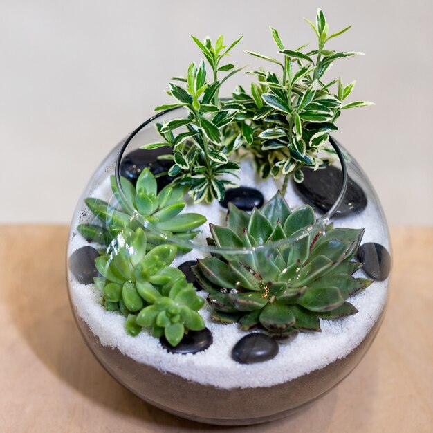 Schönes Terrarium mit Sukkulenten, Kakteen, Blumen, Felsen, Sand im Glas