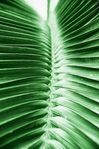 Schönes tropisches grünes großes Blatt der Palme.