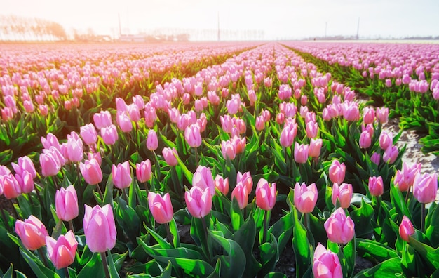 Schönes Tulpenfeld in den Niederlanden