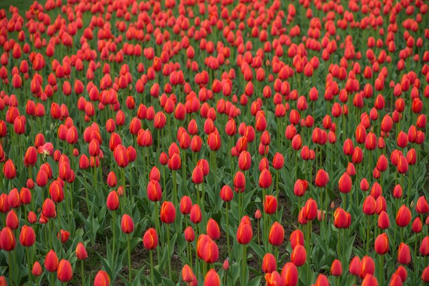 Schönes Tulpenfeld, roter Tulpenblumengarten.