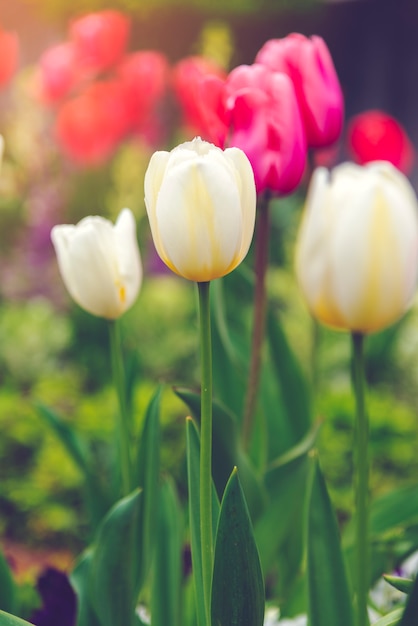 Schönes Tulpenfeld und -sonnenlicht im Sommer