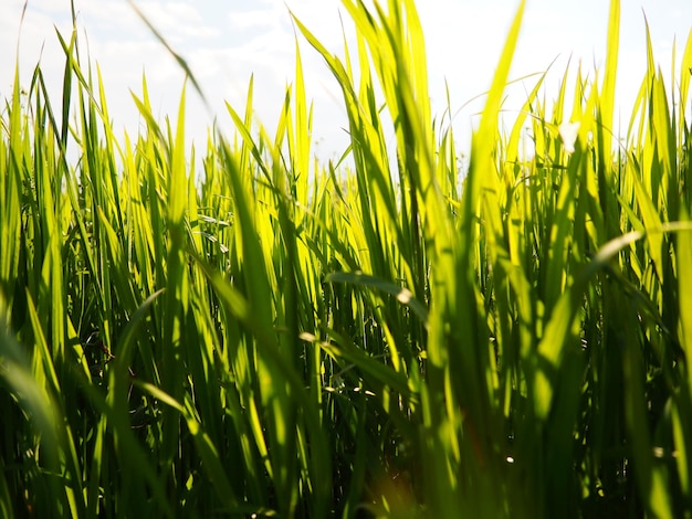 Schönes üppiges grünes Gras auf der Wiese oder im Feld Winterweizen ist auf Ackerland gewachsen Sonniges Wetter Feldlichtung oder Wiese mit wilder Vegetation Natürlicher Hintergrund