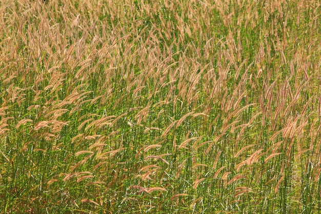 Schönes und buntes Wiesenfeld