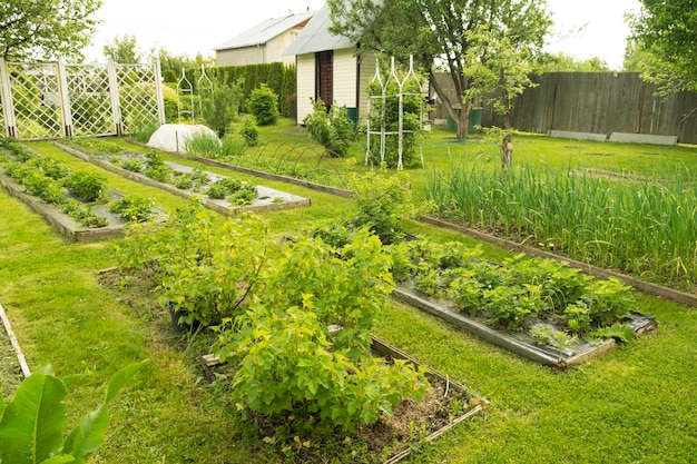 Foto schönes und gepflegtes gartenbeet auf dem gartengrundstück