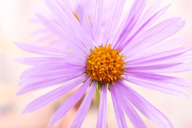 Schönes violettes Gänseblümchen aus nächster Nähe