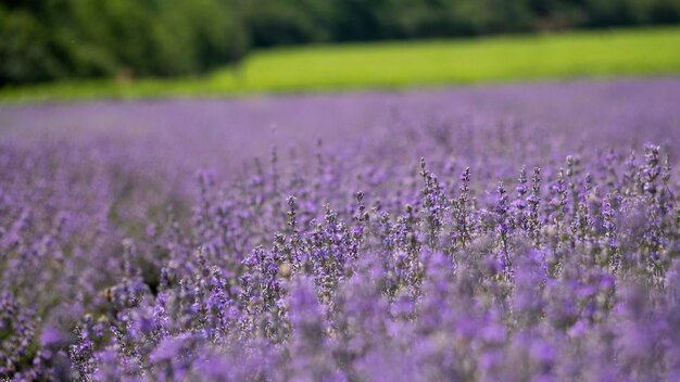 Schönes violettes Lavendelfeld in der Provinz Konzept der aromatischen Duftprodukte der Medizin