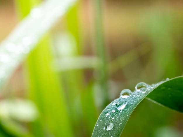 Schönes Wasser fällt auf Gras verlässt blured und Weichzeichnung