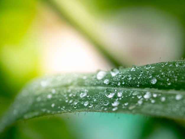 Schönes Wasser fällt auf Gras verlässt blured und Weichzeichnung