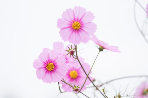 Schönes weiches Kosmos-Blumenfeld des selektiven Fokus rosa mit Kopienraum