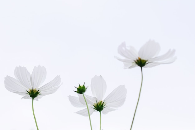 Schönes weiches rosa und weißes Kosmosblumenfeld des selektiven Fokus blüht Feld