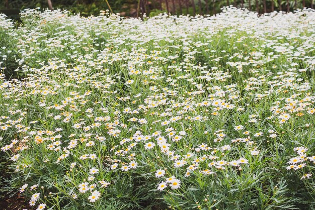 Schönes weißes Kamillengänseblümchen-Blumenfeld auf grüner Wiese