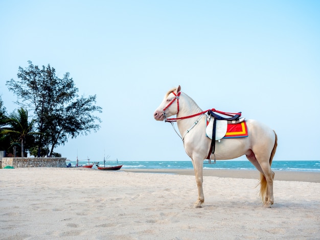 Schönes weißes Pferd am Strand in Hua-Hin, Thailand.