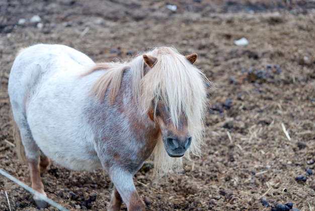 Schönes weißes Ponypferd im Stall in der Nähe an einem sonnigen Tag