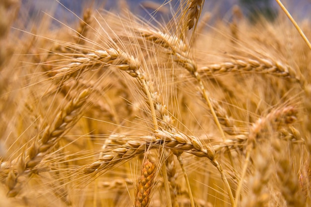 Schönes Weizenfeld Goldener reifer und grüner Weizen Bio-Weizen-Reis-Paddy-Landwirtschaft