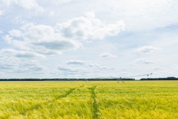 Schönes Weizenfeld