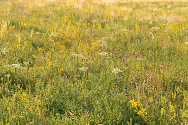 Schönes Wiesenwildgras in warmem Sonnenlicht Schönes Naturfeld mit wachsenden Blumen