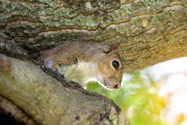 Schönes wildes graues Eichhörnchen, das sich auf Baum im Sommerstadtpark versteckt