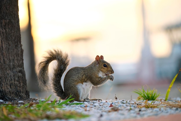 Schönes wildes graues Eichhörnchen im Sommerstadtpark