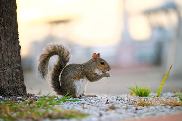 Schönes wildes graues Eichhörnchen im Sommerstadtpark