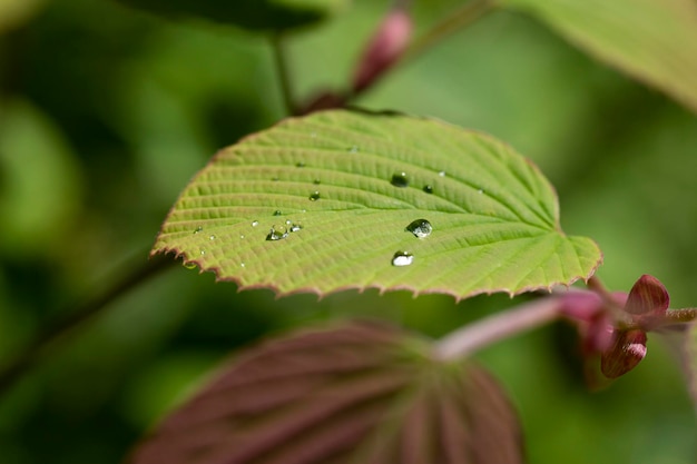 Schönes zartes Kleeblatt mit schöner Textur und Tautropfen nach Regen