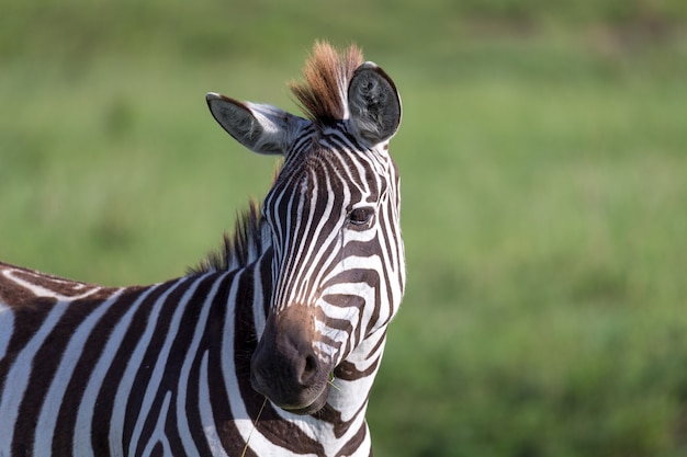 Schönes Zebra in der Natur