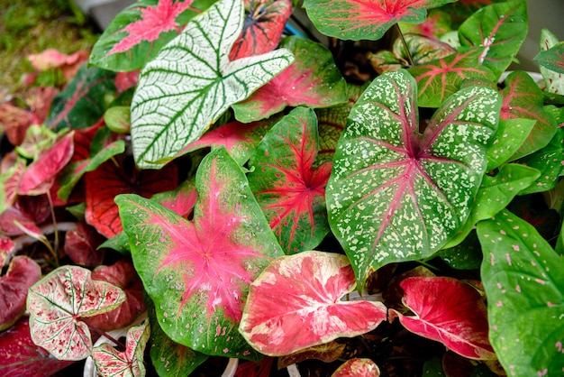 Schönes zweifarbiges buntes Caladiumblatt im Garten.