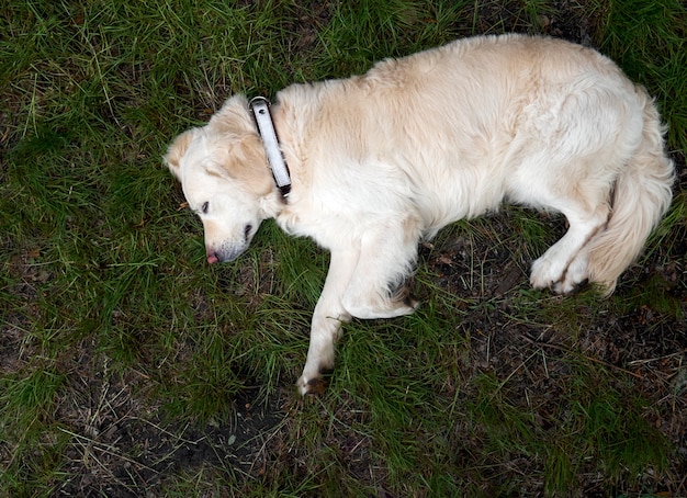 Schönheit Golden Retriever Hund auf dem Gras