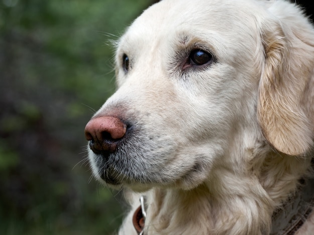 Schönheit Golden Retriever Hund auf dem Gras