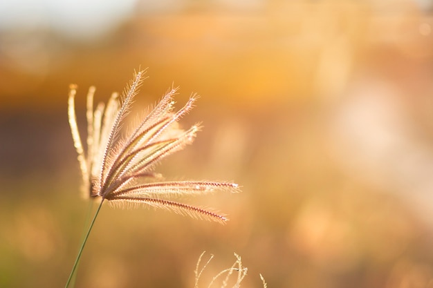 Schönheit Gras Blume