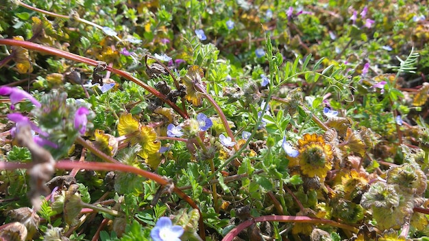 Schönheit Gras Wichtigkeit der Liebe zur Natur