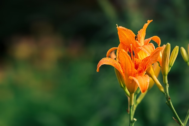 Schönheit orange Gartenlilie hautnah auf einem grünen unscharfen Hintergrund.