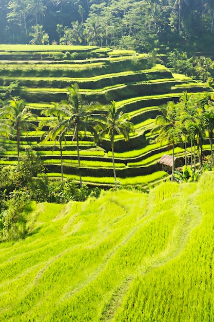 Schönheit Reis Terrasse