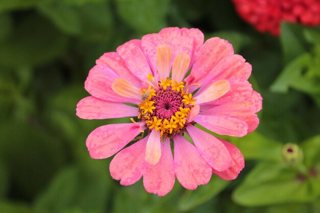 Schönheit und Zartheit der rosa Chrysantheme