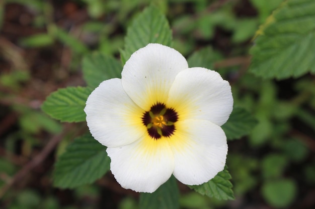 Schönheit weiße Blumen Objektfoto